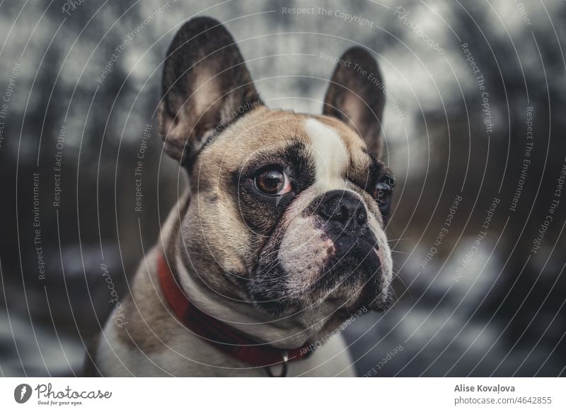 Porträt einer französischen Bulldogge im Freien im Winter Hund französische Bulldogge Hundeauge Hundegesicht Hundeporträt Porträt einer Französischen Bulldogge