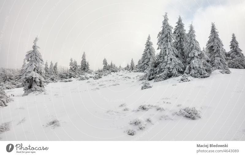 Wunderschöne winterliche Berglandschaft, Nationalpark Karkonosze, Polen. Winter Landschaft Berge Schnee Wald Natur Himmel Einsamkeit Baum weiß Schneesturm