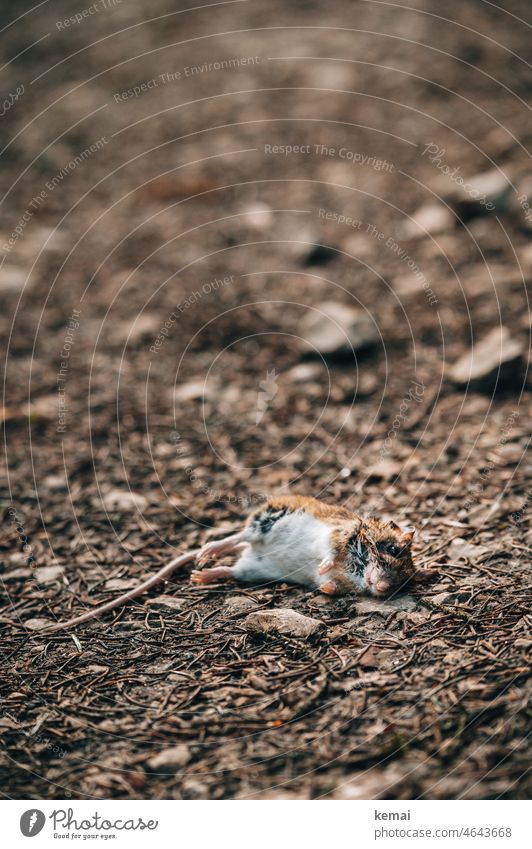 Tote Maus auf Weg Tier Wildtier Natur Tod Tierporträt Froschperspektive klein Totes Tier liegen Vergänglichkeit tot Boden Waldboden gestorben
