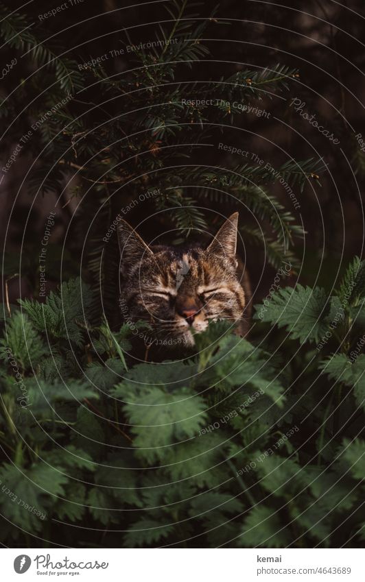 Katze Gesicht Gebüsch Versteck Kopf niedlich witzig sitzen warten Augen geschlossen grün braun Natur Tier Fell Haustier Tiergesicht Tierporträt Hauskatze