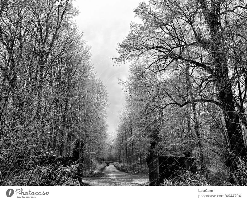 Tor zum Winterwald Wald Allee Baum Bäume Reif Äste Einfahrt Schnee Fahrrad Himmel kalt Natur Straße Eis gefroren Frost Schneelandschaft weiß Winterstimmung