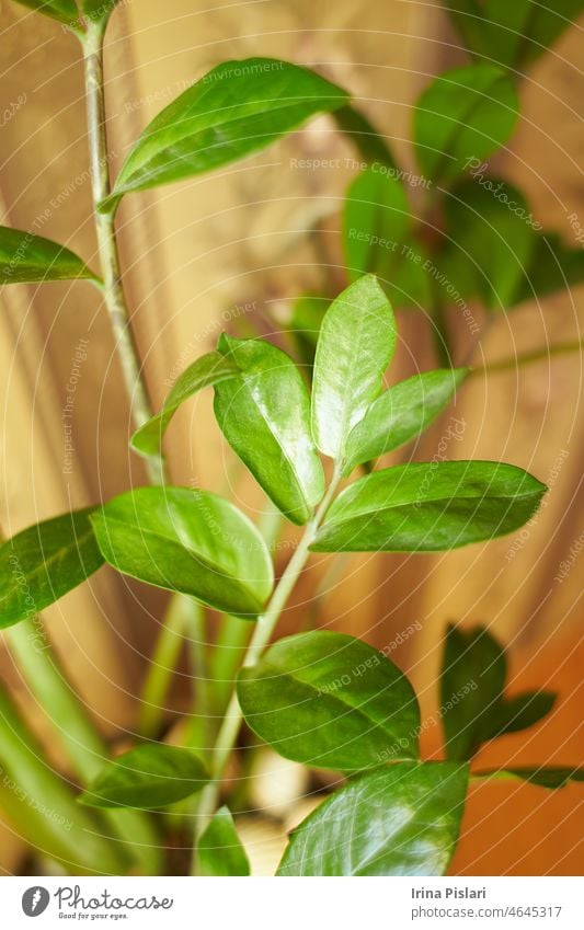 Blätter von Zamioculcas zamiifolia, Zunzibar-Edelstein oder Smaragdpalme (Thai kwak morakot heiliger Baum) Appartement Hintergrund schön Botanik Nahaufnahme