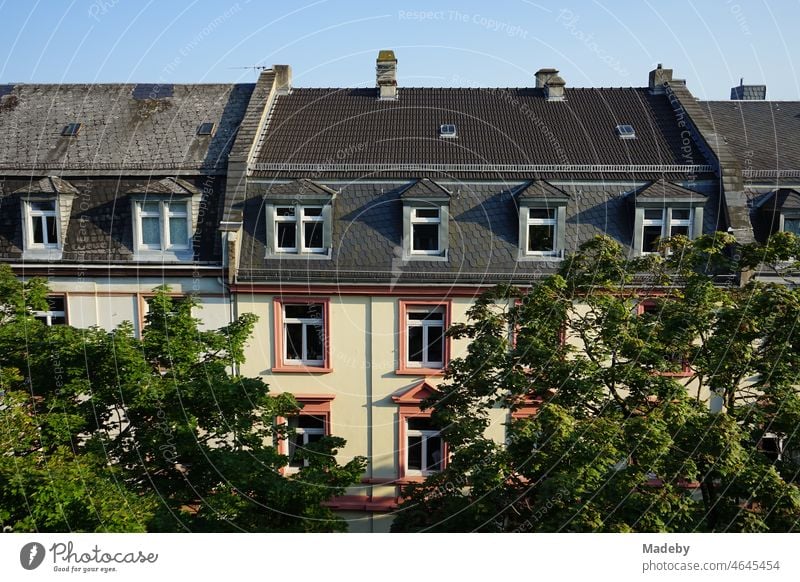 Blick aus dem Dachfenster über grüne Alleebäume auf sanierte Dächer mit Gaube und Mansarde von schönen Altbauten im Nordend von Frankfurt am Main in Hessen haus