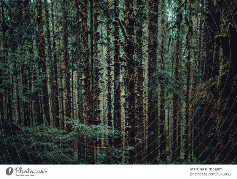 Sehr eng stehende Bäume im Hoh-Regenwald, Olympic National Park, Washington HO-Regenwald Waldbäume dick hoh rainforest trail Holz moosbedeckt