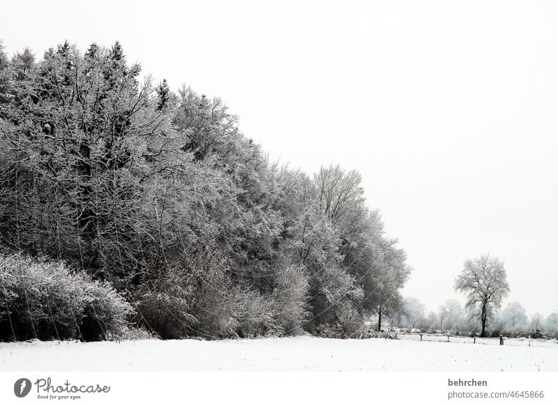 wenn es still wird Äste und Zweige Schneefall weiß ruhig Natur Umwelt Wiese Feld Wald Winter Landschaft Frost Bäume Winterlandschaft kalt Kälte frieren