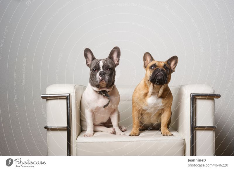 zwei französische mini Bulldoggen auf einem Loungesessel Hund Haustier französische Bulldogge Tierporträt Tierliebe Glück tierportrait beobachten niedlich