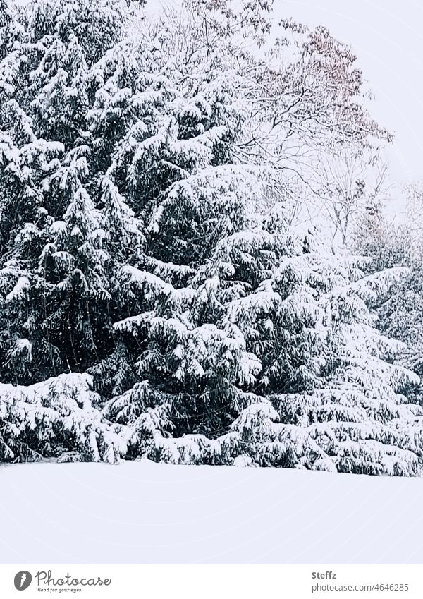 schneebedeckte Bäume Schneedecke Winterkälte Kälte Winterspaziergang Park Dezember winterlich grauer Wintertag Winterlicht Dezemberlicht kalt graues Licht