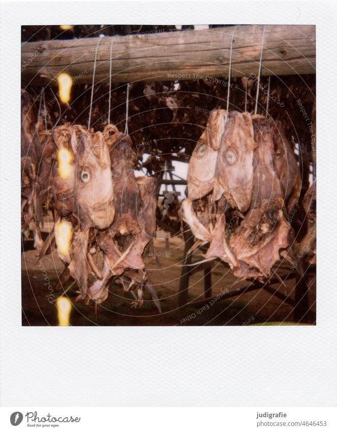 Stockfisch in Island auf Polaroid Stockfischgestell Trockenfisch Fischkopf Fischerei Fischereiwirtschaft Lebensmittel Ernährung Totes Tier trocknen trocken