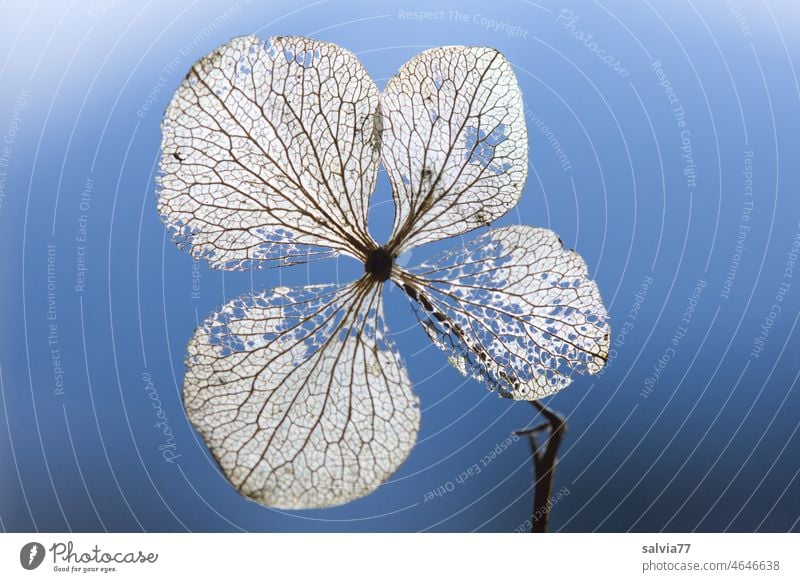 filigran | verwelkte Hortensienblüte Natur Blüte Pflanze Vergänglichkeit Blattadern Blütenstruktur Gegenlicht zart Neutraler Hintergrund Farbfoto Makroaufnahme