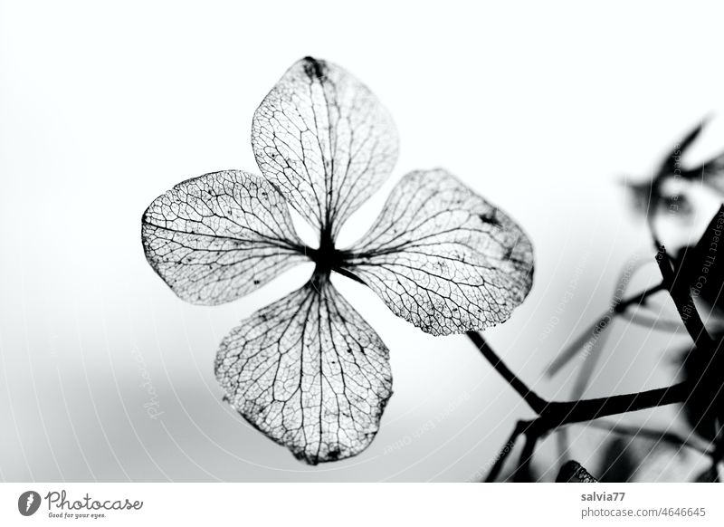 verblühte Schönheit Hortensienblüte Makroaufnahme Detailaufnahme Schwarzweißfoto Gegenlicht Strukturen & Formen Vergänglichkeit Traurigkeit Natur Pflanze Blüte