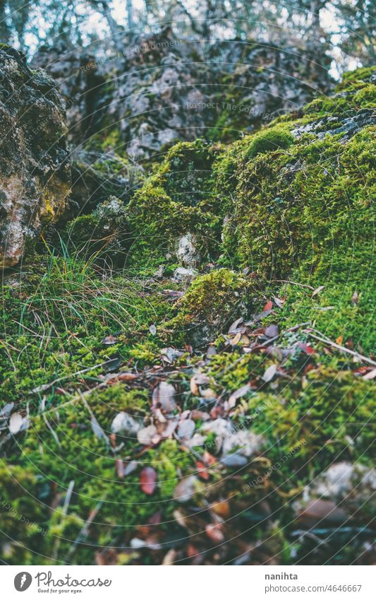 Detailaufnahme von grünem, feuchtem Moos nass Natur schließen abschließen Textur Felsen Wald Blatt Blätter Stimmung natürlich geschützt Hintergrund Tapete