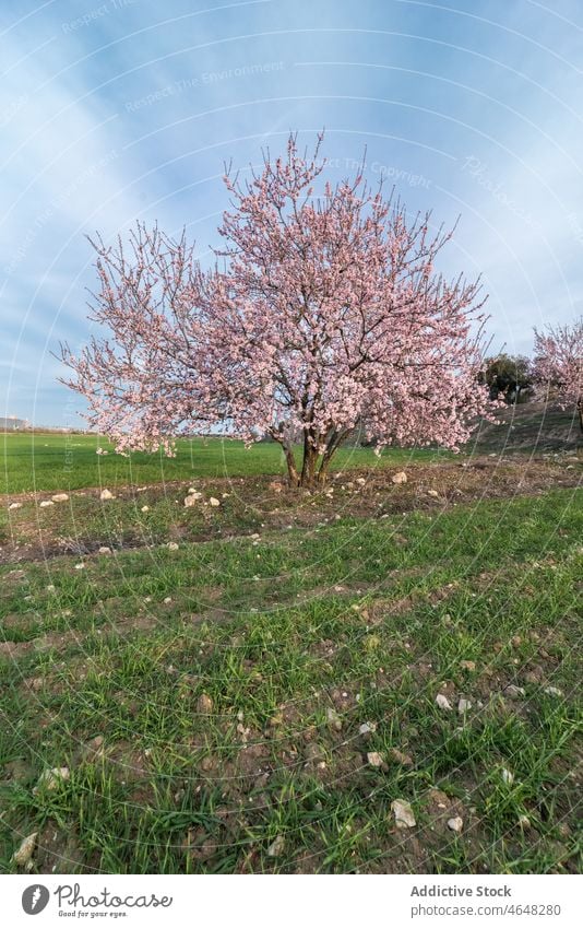 Blühender Baum mit rosa Blüten in grasbewachsenem Tal Blütezeit üppig (Wuchs) Blume Rasen Flora Landschaft Umwelt Wiese Frühling Blütenstand Natur duftig Saison