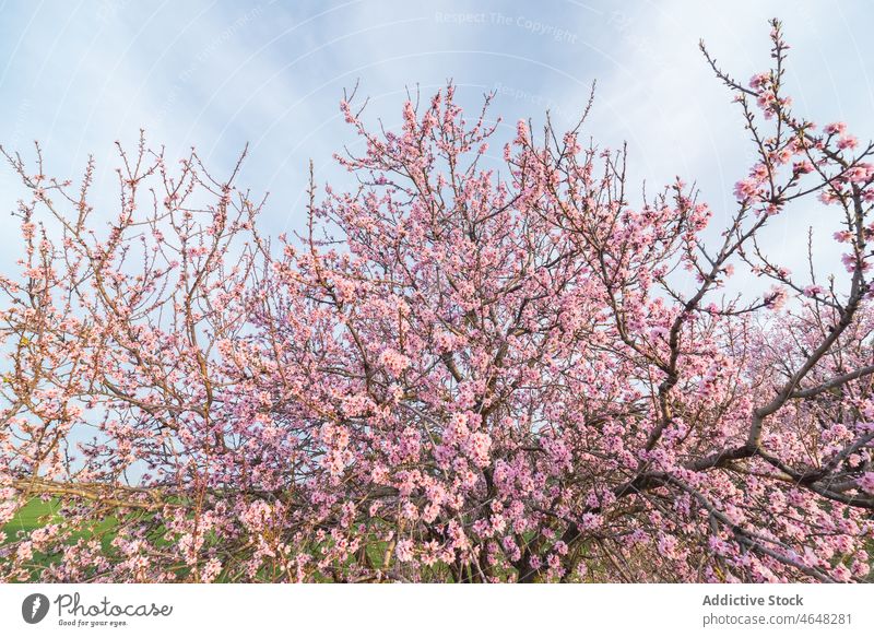 Blühender Baum mit rosa Blüten in grasbewachsenem Tal Blütezeit üppig (Wuchs) Kirsche Blume Rasen Flora Landschaft Wiese Frühling Blütenstand Natur Sakura