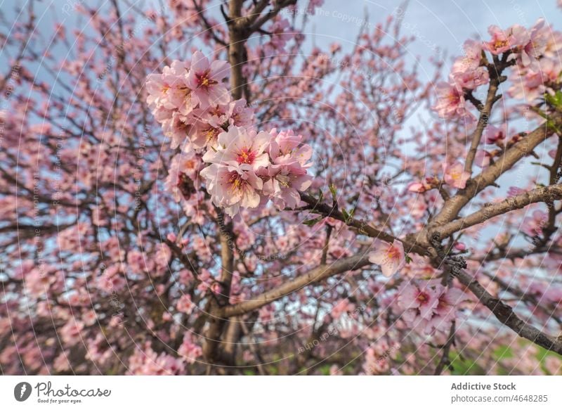 Blühender Baum mit rosa Blüten in grasbewachsenem Tal Blütezeit üppig (Wuchs) Blume Rasen Flora Landschaft Umwelt Wiese Frühling Blütenstand Natur duftig Saison