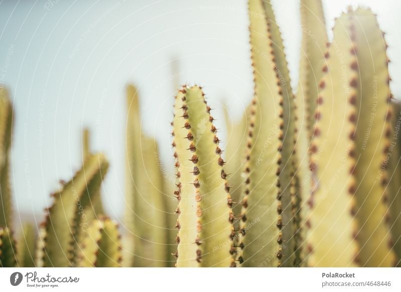 #A0# Kaktusgrün Wüste Hitze Lebensraum Kakteen Kakteenblüte Kakteenstacheln kaktuspflanze Kaktusfeld Kanaren Kanarische Inseln Fuerteventura Trockenheit