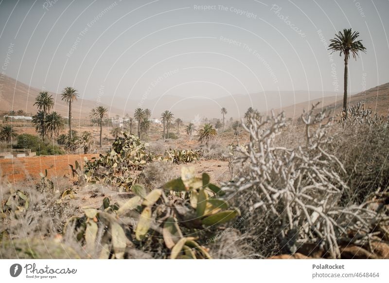 #A0# Calima Sandsturm sandig Kanaren Kanarische Inseln Fuerteventura Palmenwedel Palmengarten Natur Sommer Tourismus Ferien & Urlaub & Reisen Landschaft Himmel