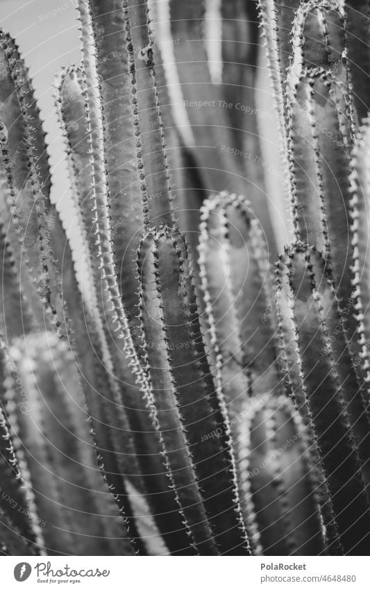 #A0# Schwarze Stachel Sukkulente Sukkulenten Trockenheit Fuerteventura Kanarische Inseln Kanaren Kaktusfeld kaktuspflanze Kakteenstacheln Kakteenblüte