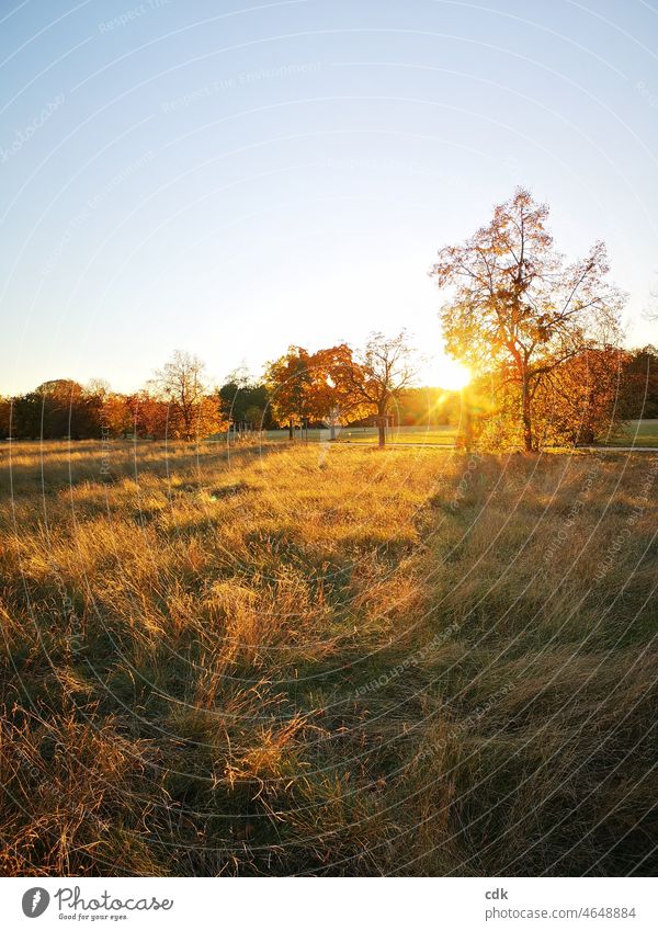 Herbstlicht | Parklandschaft in der untergehenden Sonne. Natur Landschaft Wiese Gräser Bäume Sonnenuntergang gold warm Stimmung Weg ruhig still leer Licht