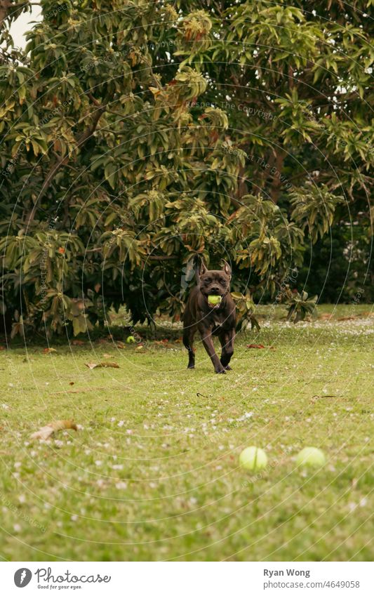 Pitbull beim Spielen im Garten. Staffordshire-Terrier Eckzahn Welpe Tennisball rennen seilhüpfen beißend aufgeregt springend Glück Ohrfeige Freude Park Gras