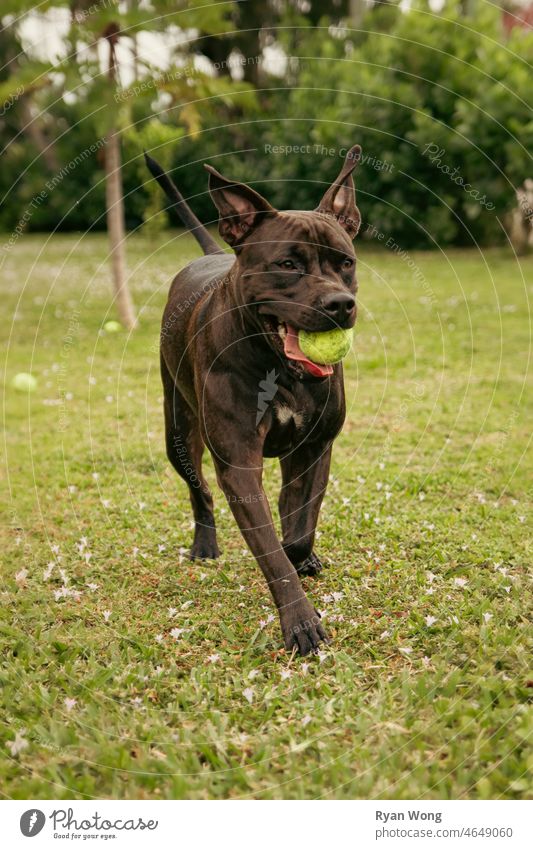 Pitbull beim Spielen im Garten. Staffordshire-Terrier Eckzahn Welpe Tennisball rennen seilhüpfen beißend aufgeregt springend Glück Ohrfeige Freude Park Gras