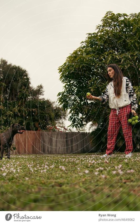 Mädchen spielt mit Pitbull mit Tennisball. Staffordshire-Terrier rennen seilhüpfen beißend aufgeregt springend Glück Ohrfeige Freude Garten Park Gras Frau