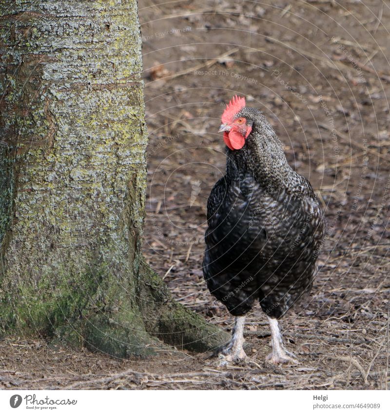 wo bleibst du? - Amrock-Huhn steht neben einem Baum Henne Rassehuhn Hühnerrasse Hühnerhof stehen warten Erdboden Vogel Haushuhn Freilandhaltung freilaufend