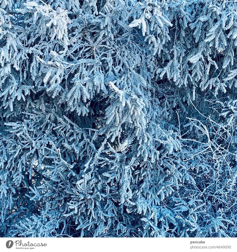 blaureif Winter Baum Tanne kalt Frost Eiskristalle Raureif Strukturen Hintergrund Äste Zweige gefroren Zweige u. Äste Wald Sträucher