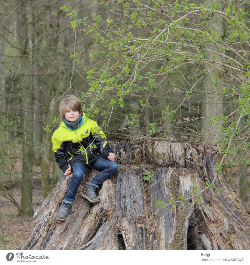 Junge sitzt im Wald auf einem riesigen abgesägten Baumstamm Mensch Kind Frühling Strauch Blätter frisch draußen Natur Spaziergang Waldspaziergang Außenaufnahme