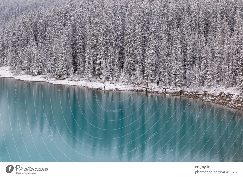 Seeufer des Morainlakes mit türkisenem Wasser und Schnee auf den sich spiegelnden Nadelbäumen Moraine Lake Spiegelung Kanada Banff National Park