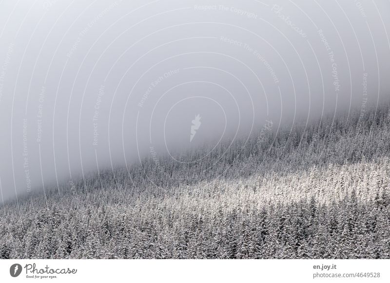 wenn der Nebel sich lichtet Wald Winter Schnee Wolken Licht Menschenleer kalt Frost Landschaft weiß Natur Gedeckte Farben Textfreiraum oben Außenaufnahme