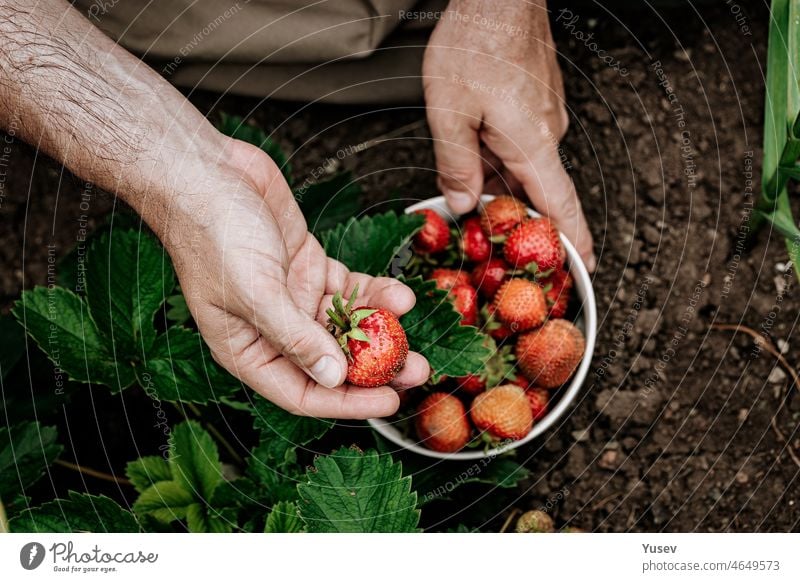 Ein Bauer hält eine Schale mit reifen Erdbeeren in der Hand. Ein Mann pflückt Erdbeeren. Natürliches Bio-Bauernhofprodukt Landwirt Hände Schalen & Schüsseln