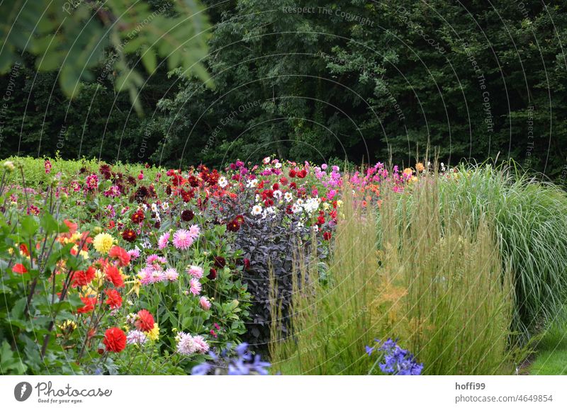 Verschiedene Blumen und Gräser in einem großen Garten am Waldrand Blütenstand Blütezeit Flora Botanik farbenfroh frisch im Freien botanisch Natur Wachstum Park