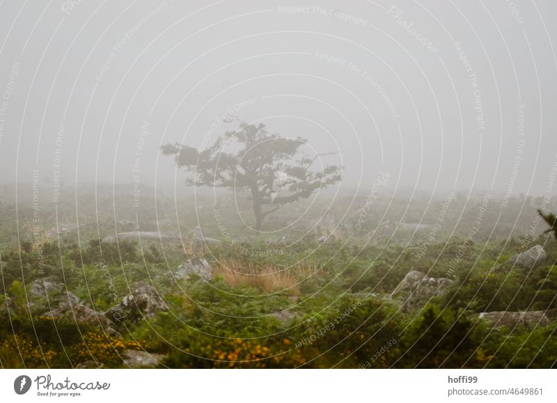 ein kleiner Baum im Hochmoor umgeben von Nebel Moor Nebelstimmung Krüppelkiefer Natur Landschaft Menschenleer Außenaufnahme Sumpf Pflanze Naturschutzgebiet