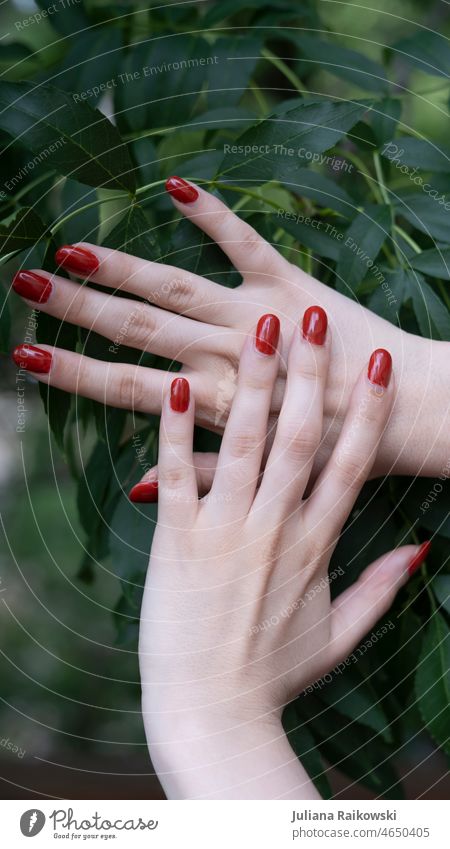weibliche Hände in der Natur mit rotem Nagellack Farbfoto rote fingernägel Frau Mädchen Nahaufnahme Tag Detailaufnahme Außenaufnahme Fingernagel Mensch Maniküre