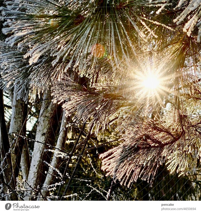 die wintersonne / durch vereiste nadeln brennt / flammenlose glut Sonne Winter Baum Kiefer Kiefernnadeln Strahlen Glut kalt heiß brennen Haiku Wärme glühen