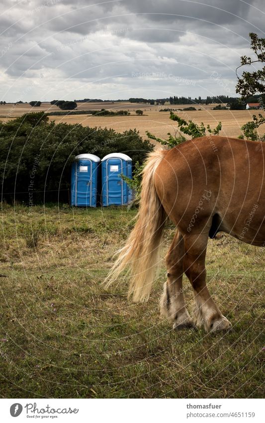 Pferde Hinterteil und mobile WC's mitten in der Natur Tier Wiese Weide Landschaft Pferdeschwanz Hintern mobile Toiletten Wolken Himmel WC-Kabine Miettoilette