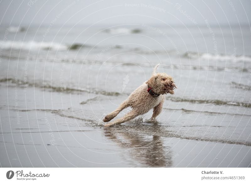 Kehrtwende | Ein Hund kehrt um umkehren Außenaufnahme Tier Haustier Meer Wasser Lebensfreude Tierporträt Farbfoto Fröhlichkeit Spielen 1 Natur Tag Freude