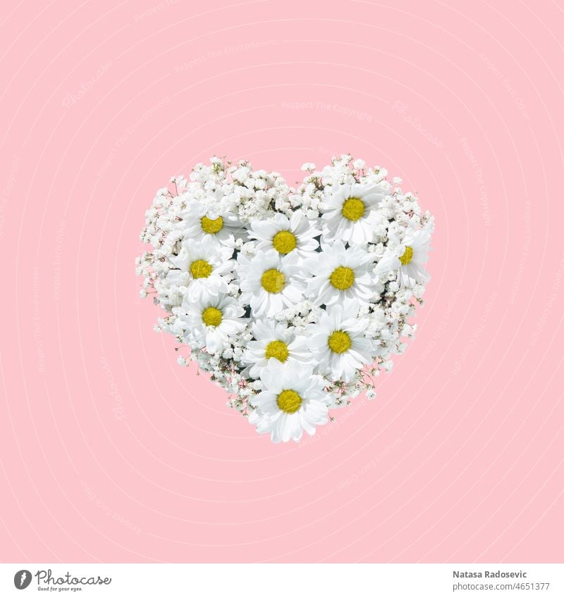 Valentinstag Herz aus weißen Blumen isoliert auf rosa Hintergrund Blumenstrauß Konzept Sommer Frühling Muster Valentinsgruß Zeitgenosse Quadrat Kunst abstrakt