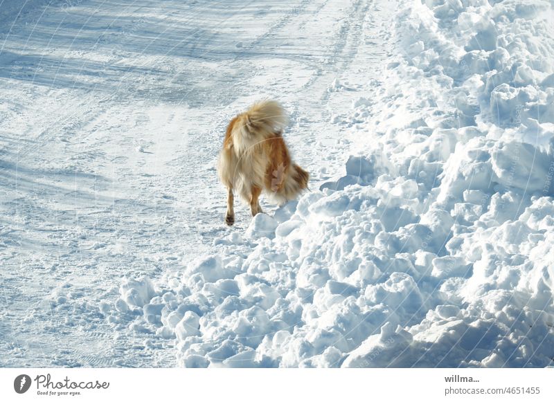 Schneeschnüffler Hund Winter Streuner kalt sonnig Winterwetter