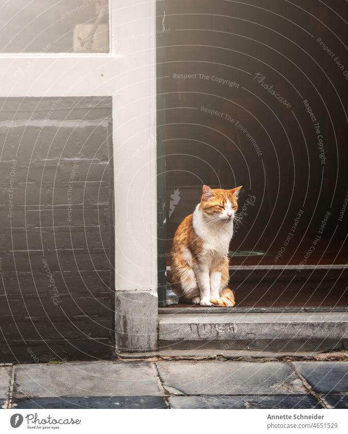 Rote Katze Katzen Haustier Außenaufnahme Porträt heimisch
