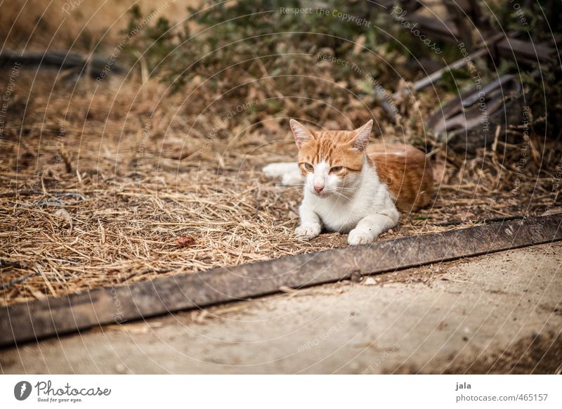 kleiner kroate Tier Haustier Katze 1 schön wild braun weiß Tierliebe Farbfoto Außenaufnahme Menschenleer Tag Tierporträt Blick nach vorn
