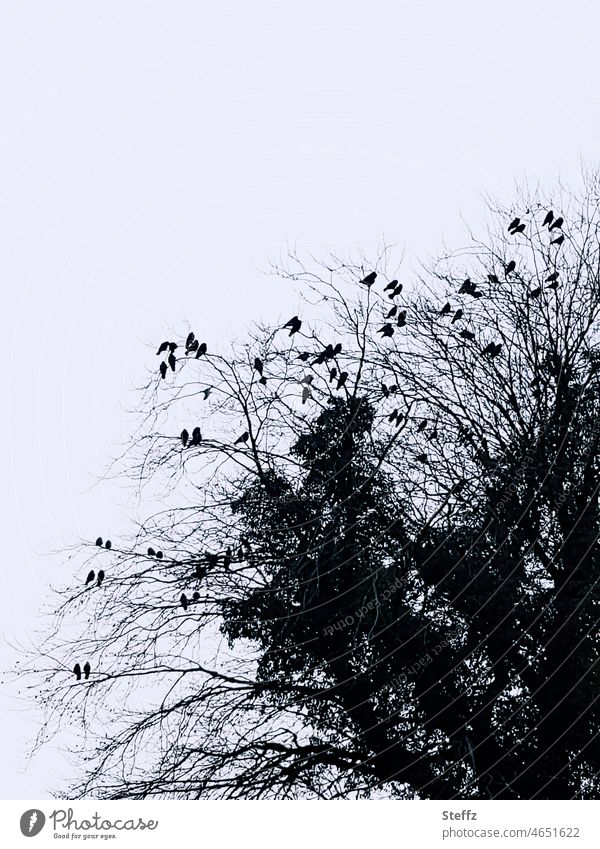 Dohlen auf blattlosen Zweigen im Winter Vögel schwarze Vögel Wildvögel Krähen Silhouetten ruhig Ruhe grau karg trist grauschwarz schneelos Himmelgrau