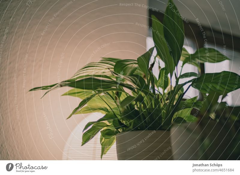Zimmerpflanze vor Tischlampe und Fenster Lampe leuchten zuhause Raumluft Wand Tapete Grünpflanze Licht Häusliches Leben Innenaufnahme Topfpflanze Pflanze