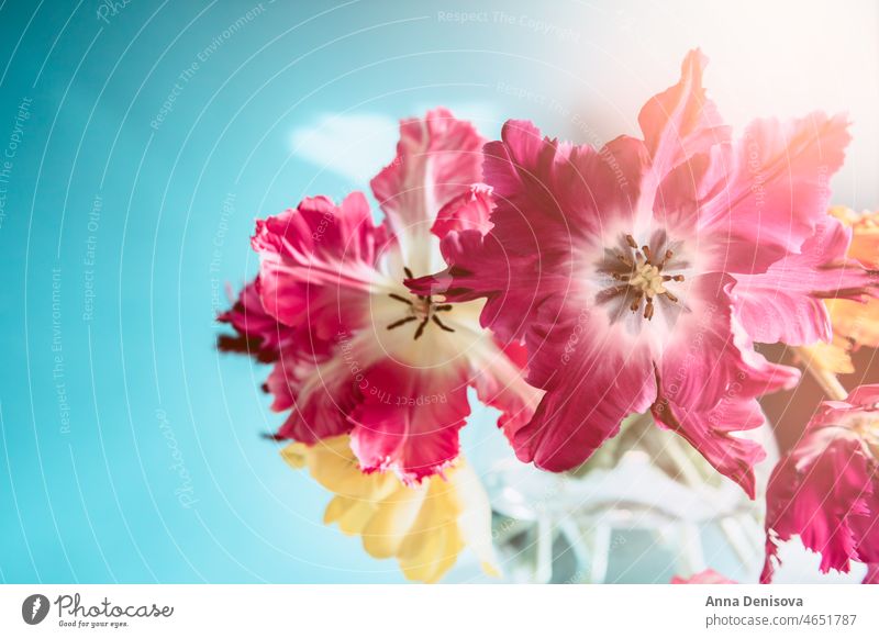 Strauß Papagei Stil Tulpen Blume Papageien-Tulpe Blumenstrauß Vase Blumenkollektionen Frühlingsblüte frisch präsentieren Geschenk Anlass Feiertag festlich