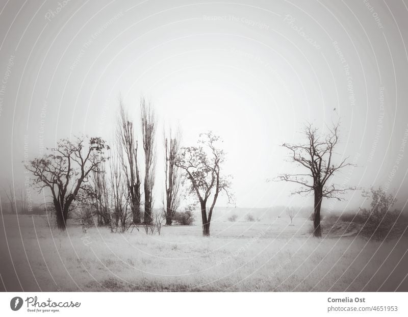 Bäume im Winter in schwarz-weiß Baum Natur Himmel Feld Landschaft Außenaufnahme Menschenleer Tag Pflanze natürlich Sträucher Umwelt Nebel