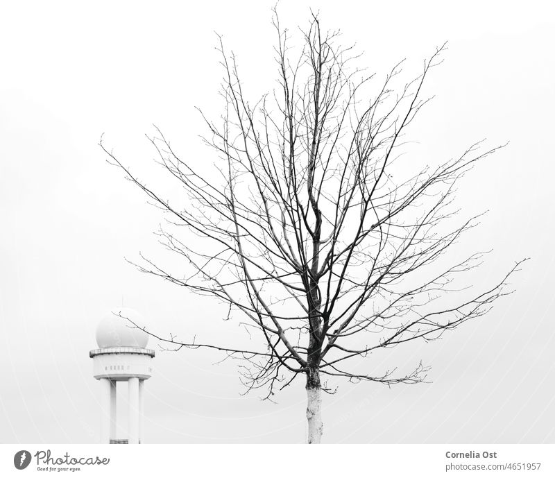 Baum im Winter am Flughafen in schwarz/weiß kalt Frost Landschaft Menschenleer Umwelt Tag Schwarzweißfoto Außenaufnahme Kontrast schwarzweiß Natur Wetter