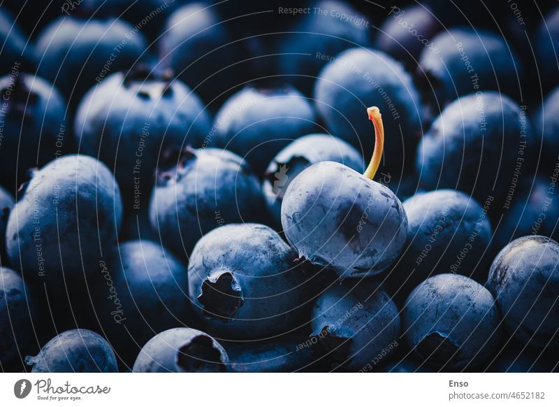 Blaubeeren im Hintergrund mit einer herausragenden Blaubeere als Detail Heidelbeere Hintergrund Single viele Detailaufnahme Licht Schatten ausgewählt gepflückt