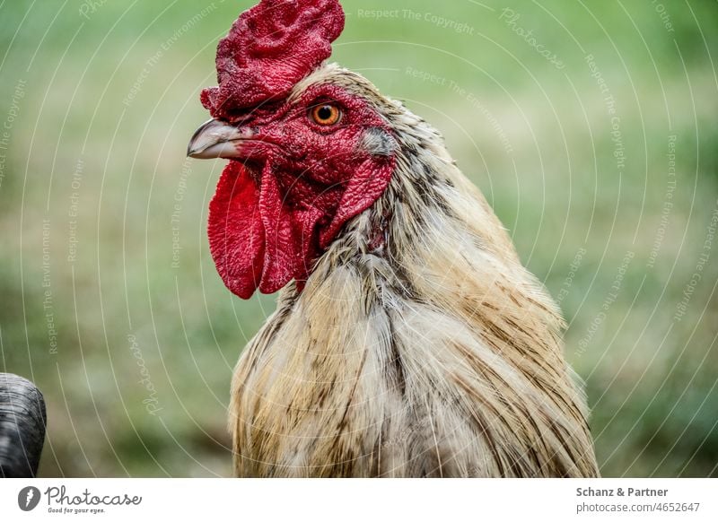 Portrait von einem Hahn Hahnenkamm Tierportrait Bauernhof Tierhaltung Freilandhaltung Nutztier Außenaufnahme Tierporträt Farbfoto Landwirtschaft Vogel Auge