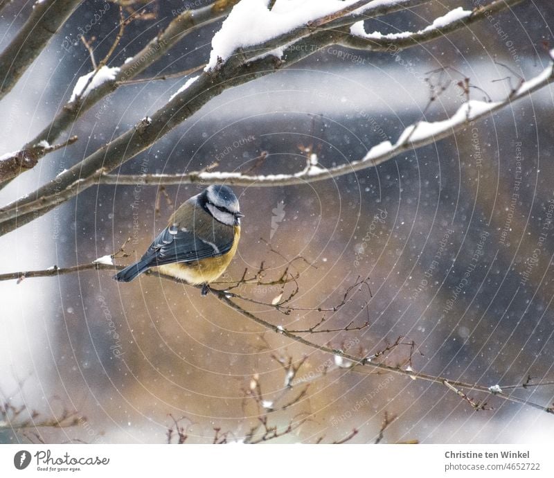 Eine kleine Blaumeise sitzt bei leichtem Schneefall in einem verschneiten Strauch Cyanistes caeruleus Vogel Singvogel Wildvogel niedlich Gartenvogel Wildtier