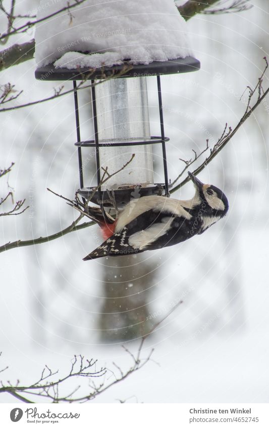 Hungriger Buntspecht an einem leeren verschneiten Futterspender Vogel Tierporträt Specht Wildvogel Wildtier Winterfütterung vogelfütterung Schnee hungrig